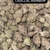 Cadillac rainbow strain